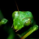 Grasshopper