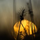 Yellow ball