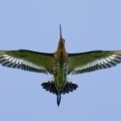 Flying High