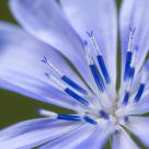 Simply Blue
