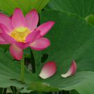 Lotus flower