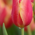 Tulip in Pink~