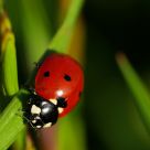 Early Morning Red