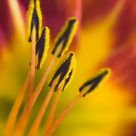 Lily