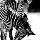 Stripes
