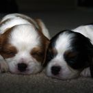 Kona & Jasper