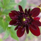 Wild flower
