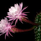 Flores de Cactus