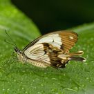 Butterfly in the Rain