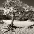 One Tree