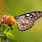 Lovely Butterfly
