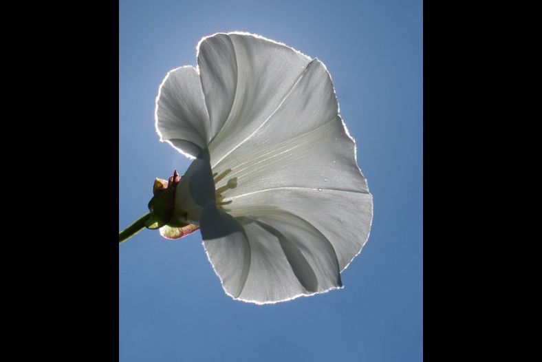 Calystegia sepium (Hedge Bindweed)