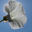 Calystegia sepium (Hedge Bindweed)