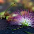Sidewalk Silk