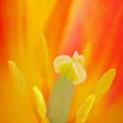 Macro