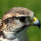Peregrine Falcon