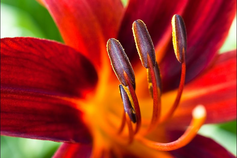 Hemerocallis