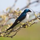 Tree Swallow
