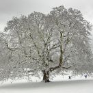 Snow fight