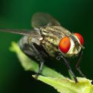 Fly