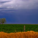 Golden Storm