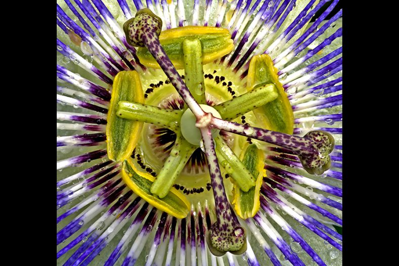 Passion Flower