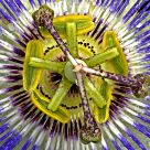 Passion Flower