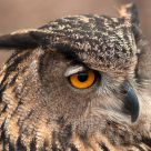 Eagle Eye