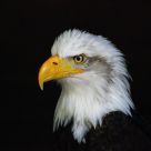 Master of the skies