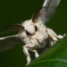 The Return of ... MOTHRA!