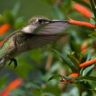 Ruby-throated Hummingbird
