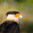 Crested Caracara at Sunrise