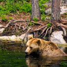 Bathing