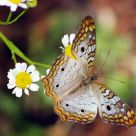 Butterfly White Peacock