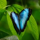 Blue Morpho