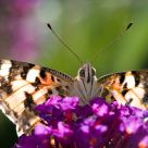 Painted Lady
