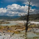 Mammoth Hot Springs