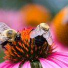 Bee Social