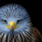 if looks could kill...