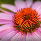 Purple Coneflower
