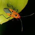 Cotton Stainer bug