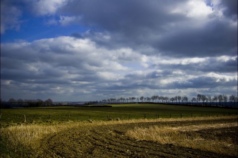 Grass land
