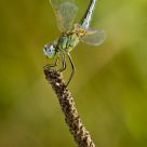 Acrobatic