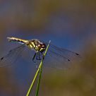 Delicate hunter