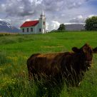 Cow and church