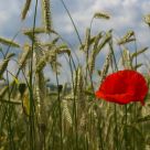 Poppy