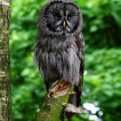 Perching Pretty