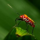 Cotton stainer bug