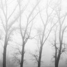 Trees in the clouds