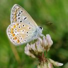 Polyommatus icarus